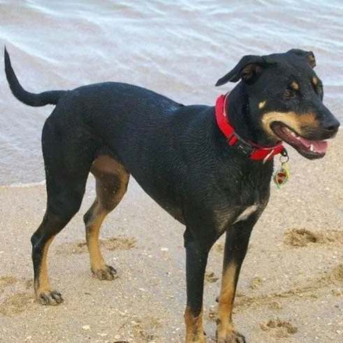 EzyDog Neoprene Collar